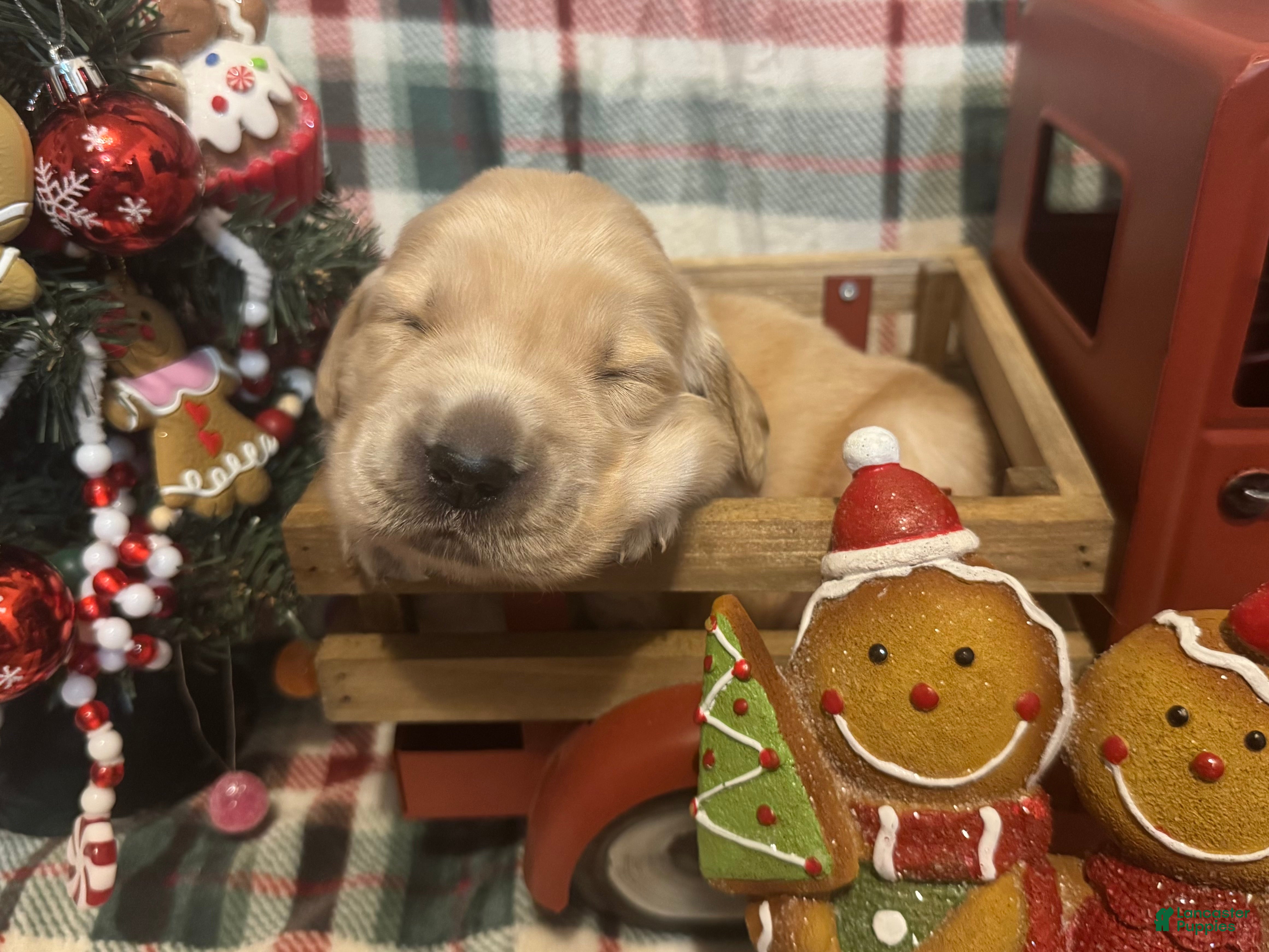 Golden Retriever dogs Naughty  - Ad 32