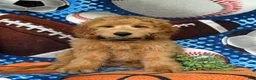 Mini Goldendoodle dogs for sale: Truman Hypoallergenic - Ad 5