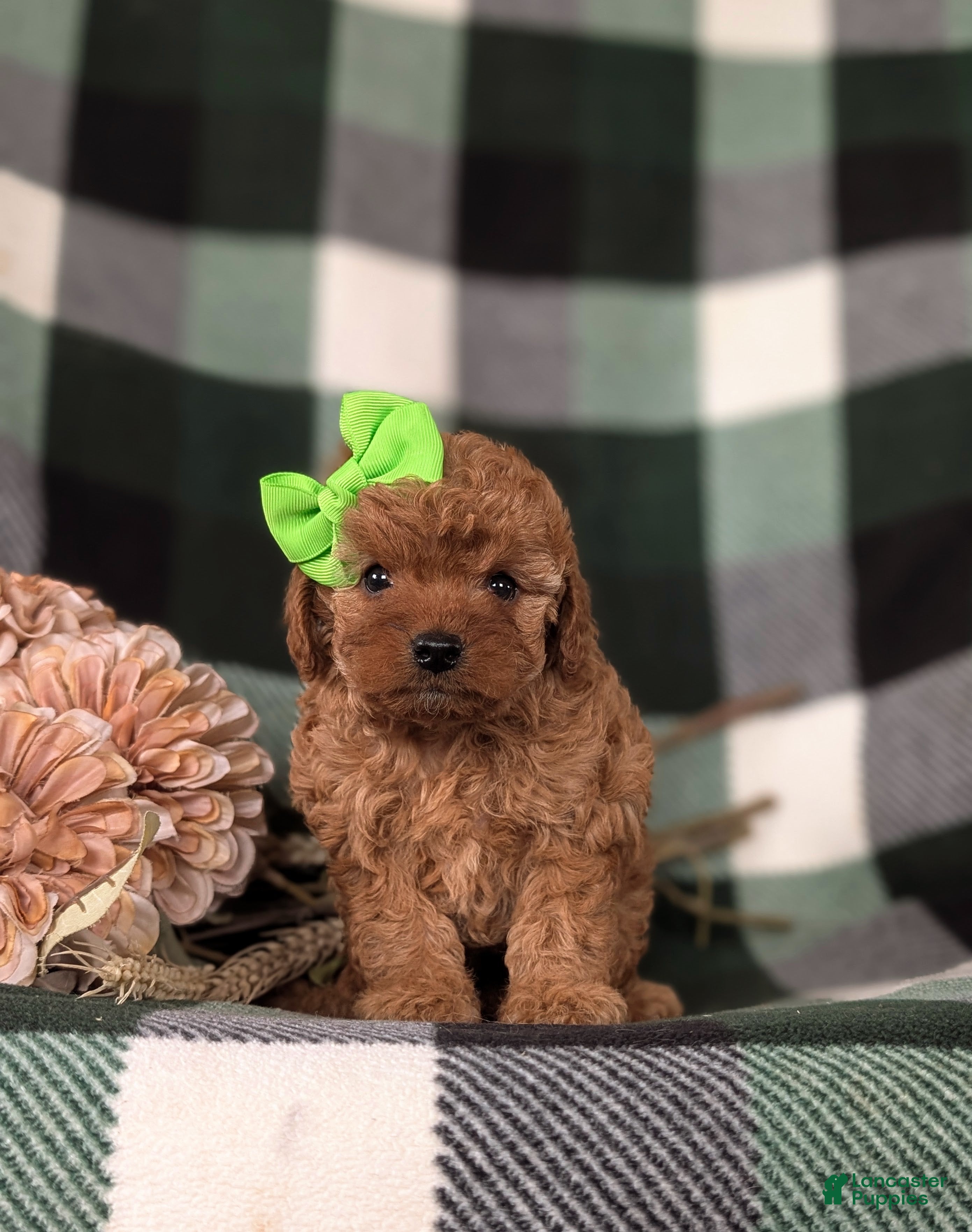 Cavapoo dogs Ivy - Ad 2