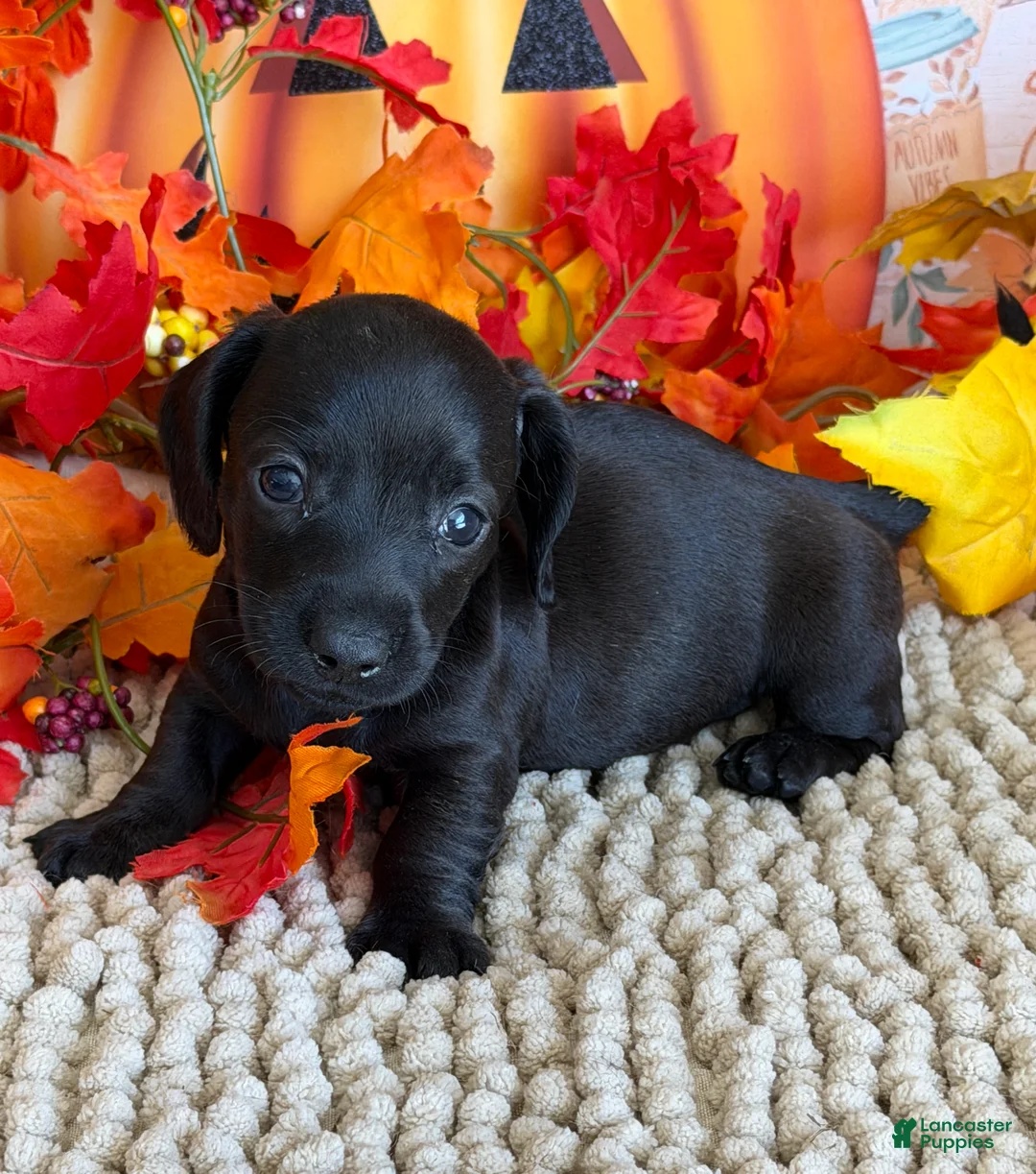 Miniature Dachshund dogs for sale: Ace - Ad 2