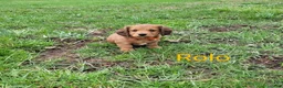 Dachshund dogs for sale: Rolo - Ad 1