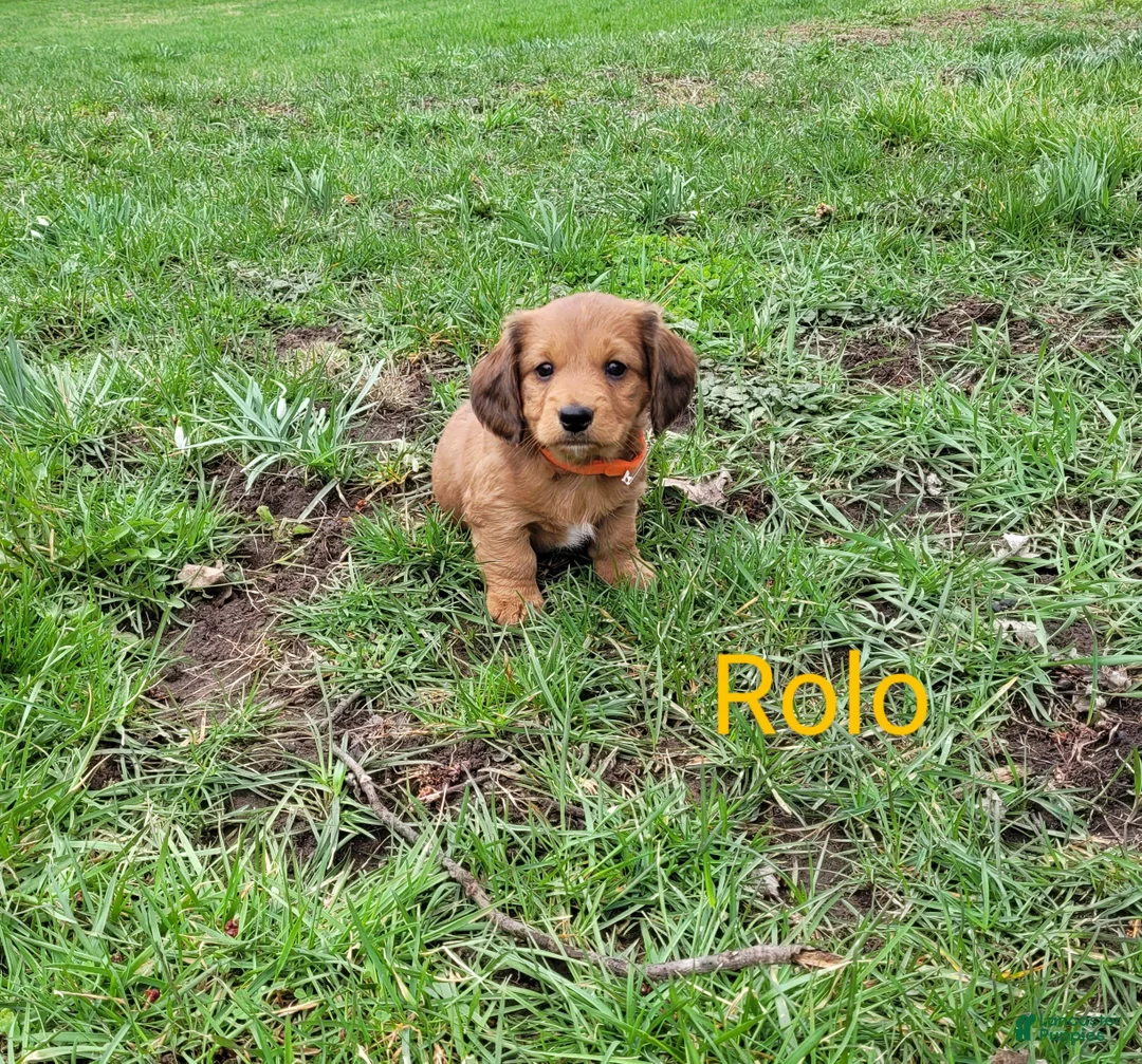 Dachshund dogs for sale: Rolo - Ad 1