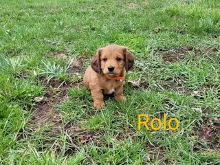 Dachshund dogs for sale: Rolo - Ad 1