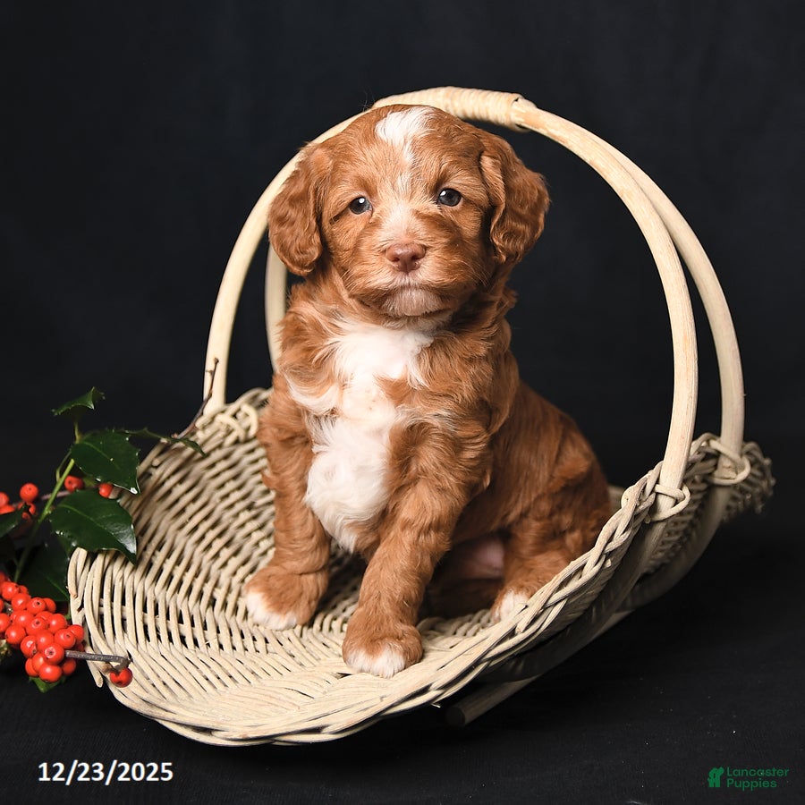 Cockapoo dogs Jingles - Ad 37