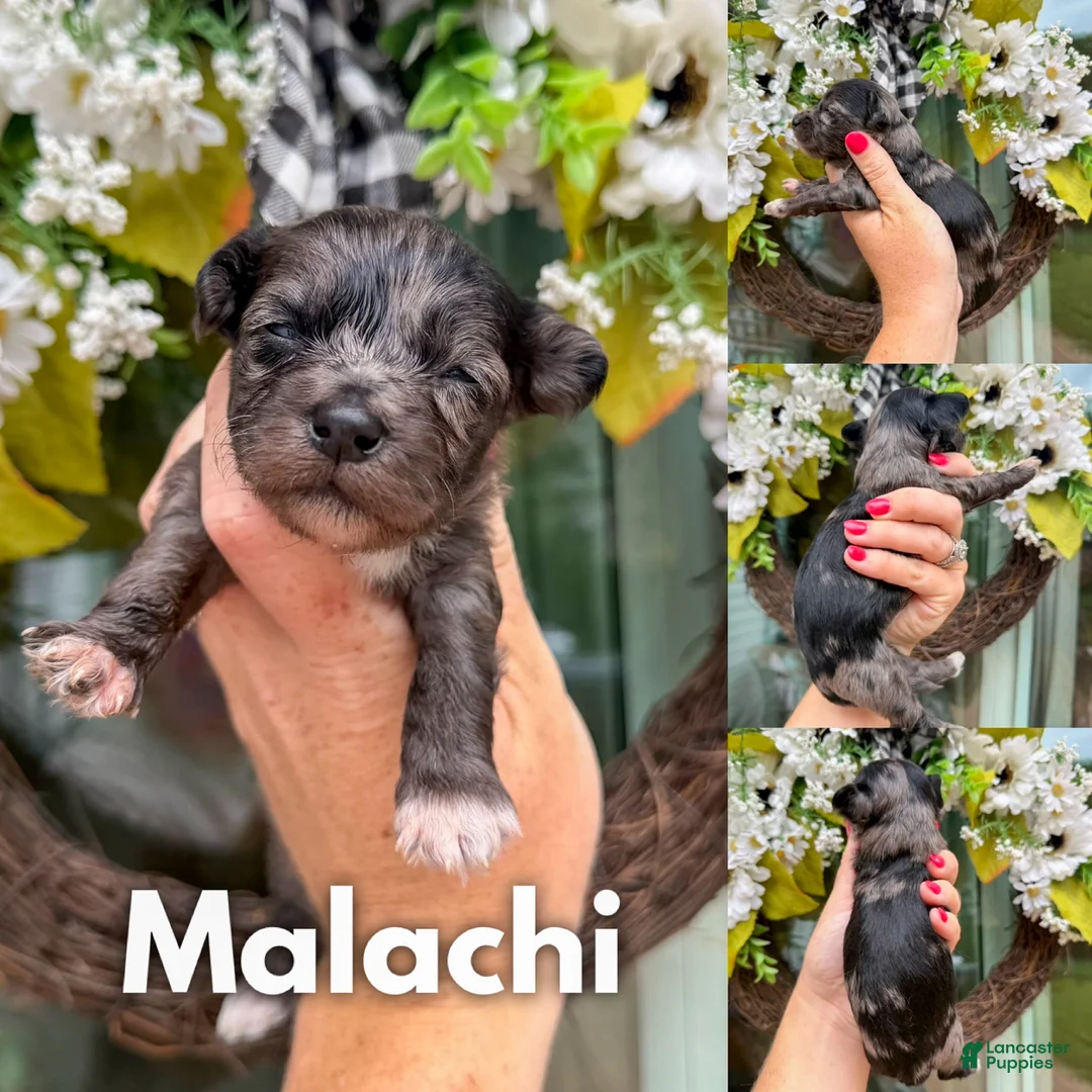 Mixed Breed dogs for sale: Malachi - Ad 1