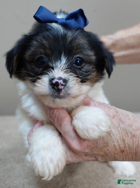 Yorkshire Terrier dogs Yorkshire Terrier Puppy 1 - Ad 3