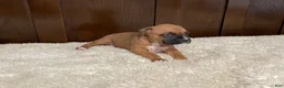 Boxer dogs for sale: Jax - Ad 12