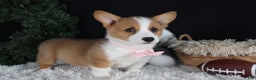 Welsh Corgi Pembroke dogs for sale: Honey - Ad 16