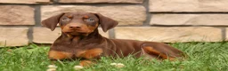Doberman Pinscher dogs for sale: DIXIE - Ad 4