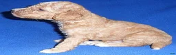 Cockapoo dogs for sale: Teddy - Ad 5