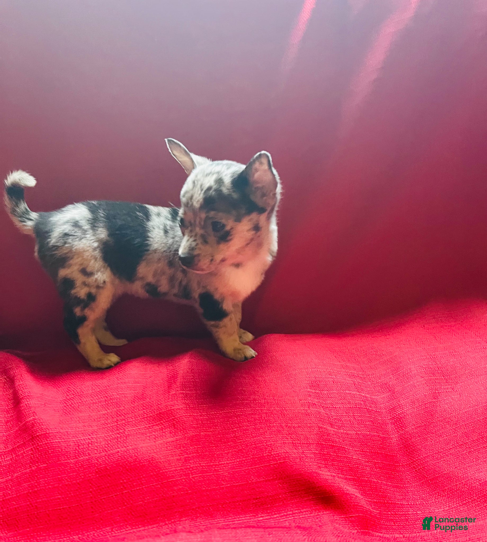 Chihuahua dogs Chihuahua Puppy 5 - Ad 27