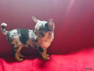 Chihuahua dogs Chihuahua Puppy 5 - Ad 14