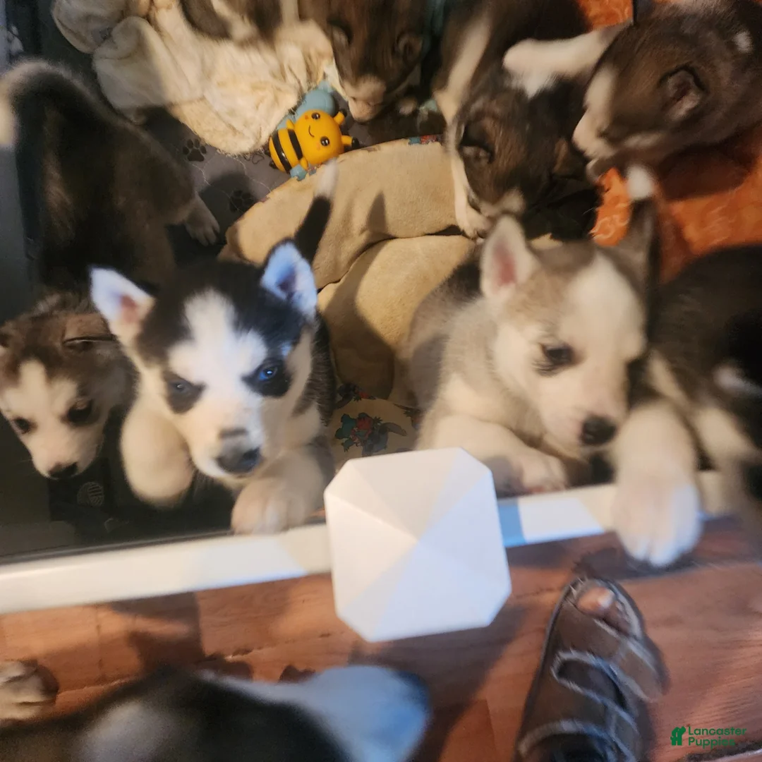 Siberian Husky dogs for sale: Siberian Husky 1 - Ad 1