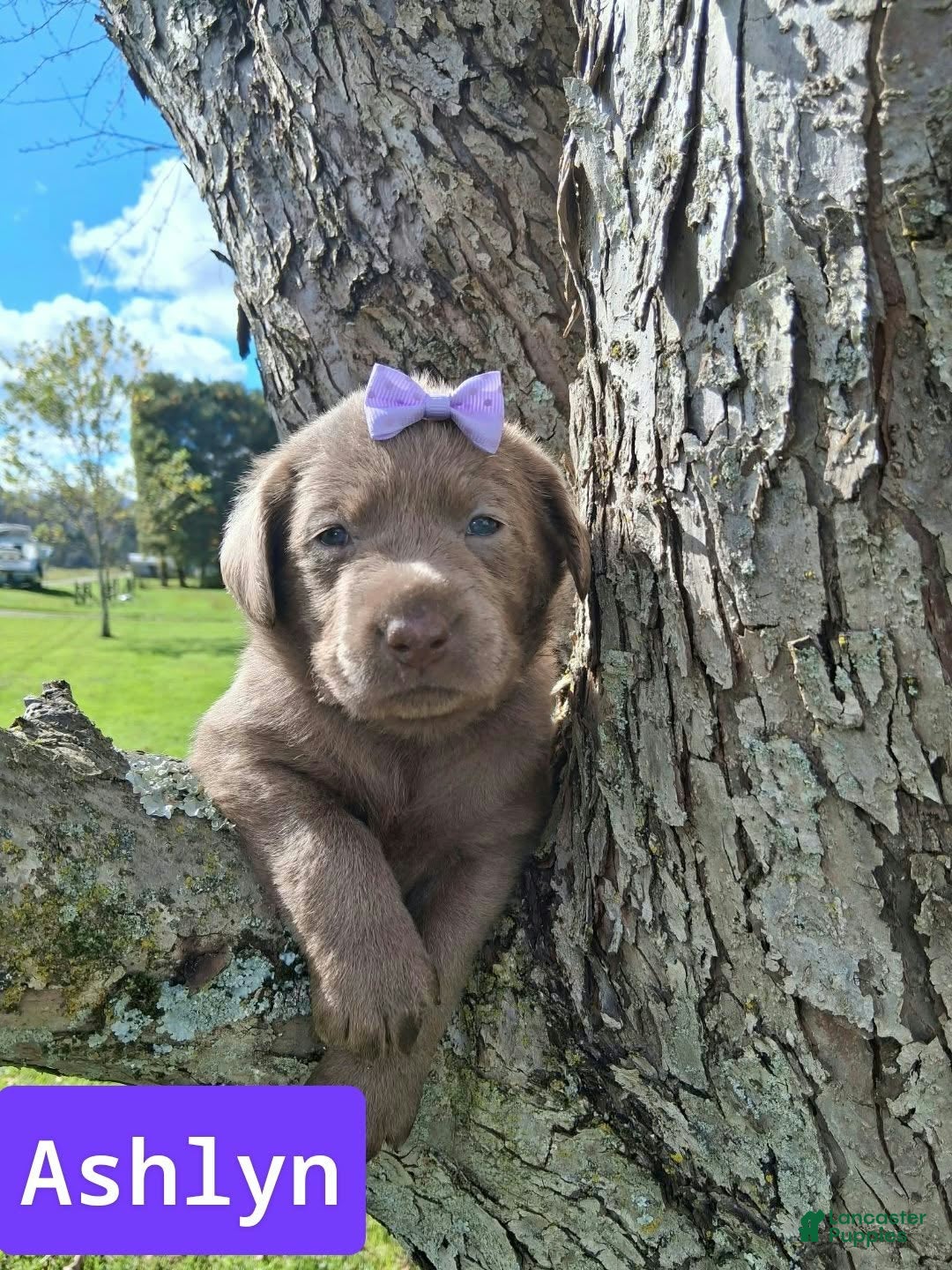 Labrador Retriever dogs for sale: Ashlyn - Ad 3