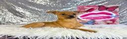 Mixed Breed dogs for sale: Hannah - Ad 1