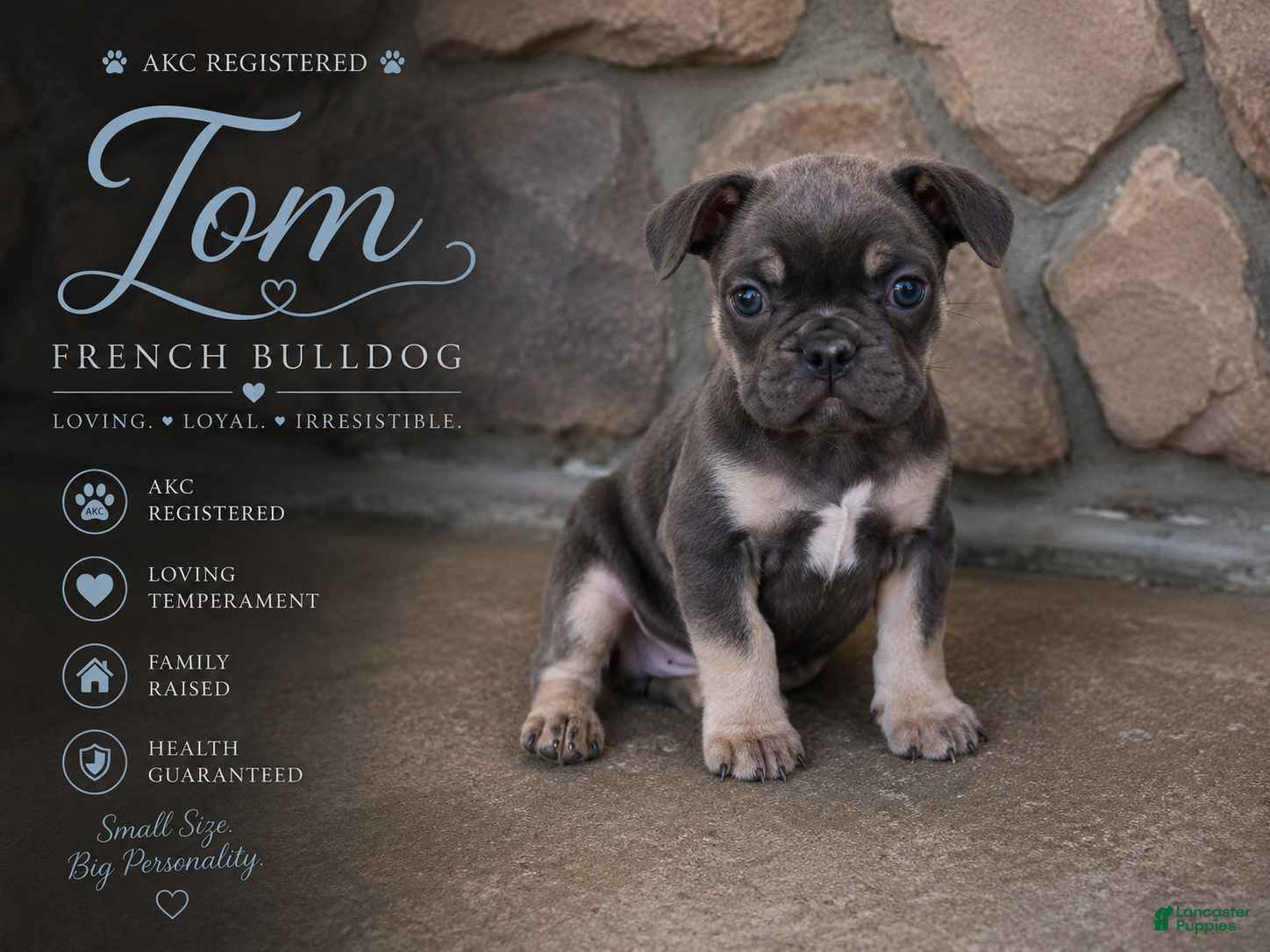 French Bulldog dogs Tom - Ad 1