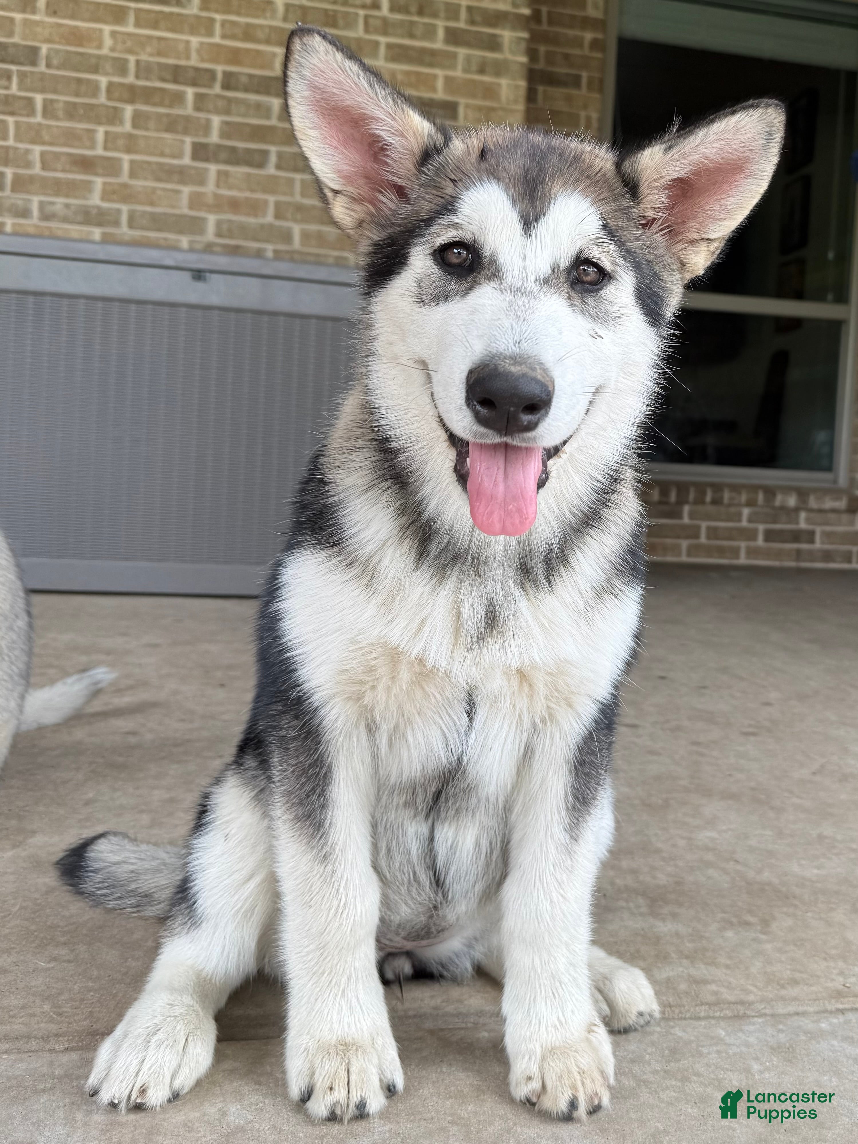 Alaskan Malamute dogs Alaskan Malamute Puppy 5 - Ad 1