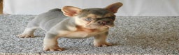 French Bulldog dogs for sale: Louie - Ad 14