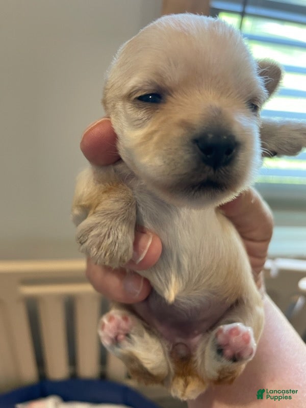 Yorkshire Terrier dogs for sale: Girl 1 - Ad 4