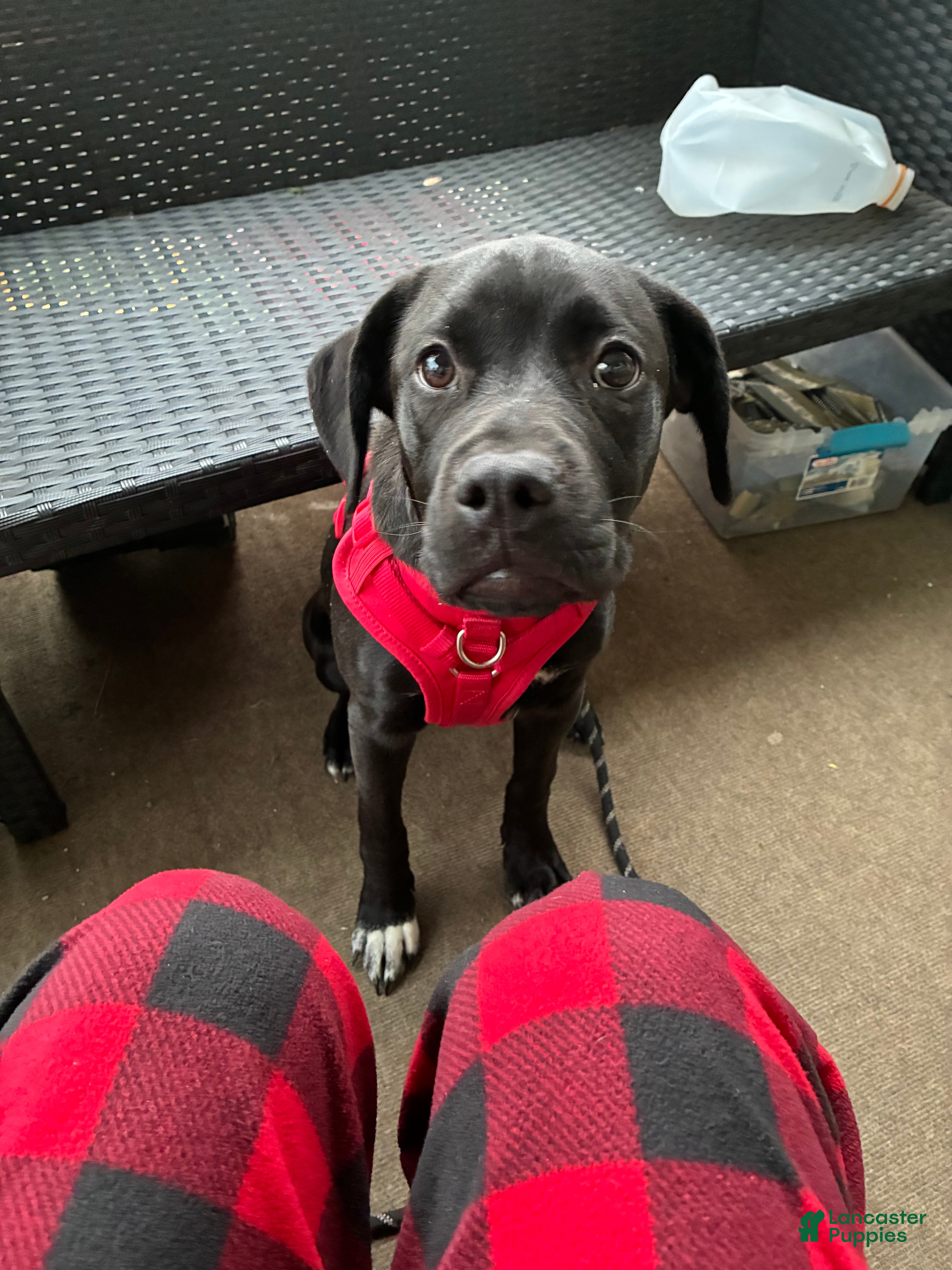 Mixed Breed dogs Kanesley - Ad 2