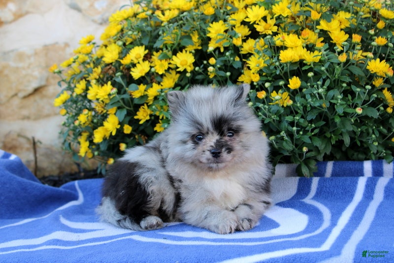 Pomeranian dogs Goerge - Ad 2