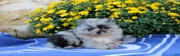 Pomeranian dogs for sale: Goerge - Ad 2