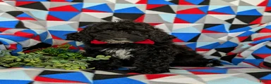 Clifton Hypoallergenic