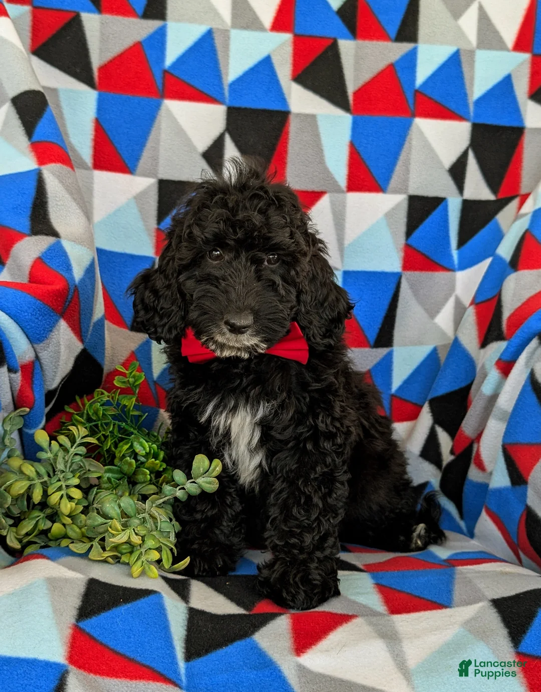 Mini Goldendoodle dogs for sale: Clifton Hypoallergenic - Ad 1
