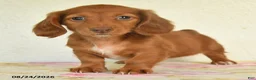 Miniature Dachshund dogs for sale: Luna  - Ad 3
