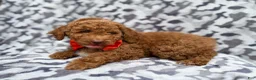 Cockapoo dogs for sale: Rover - Ad 7