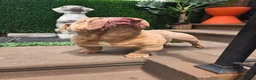 English Bulldog dogs for stud: OPEN FOR STUD - Ad 3