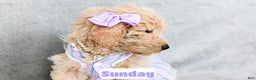 Goldendoodle dogs for sale: Sunday - Ad 6