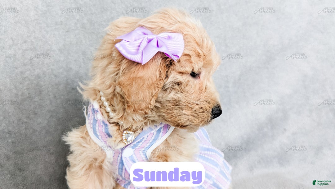 Goldendoodle dogs for sale: Sunday - Ad 6