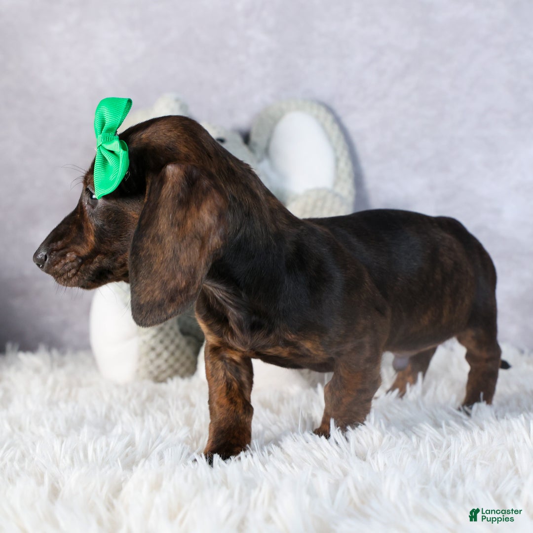 Miniature Dachshund dogs for sale: Fletcher - Ad 4