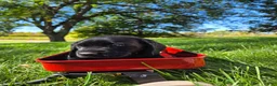 Mixed Breed dogs for sale: Mixed Breed 1 - Ad 1