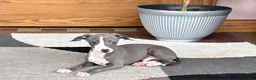 Italian Greyhound dogs for sale: Italian Greyhound 2 blue boy.  - Ad 3