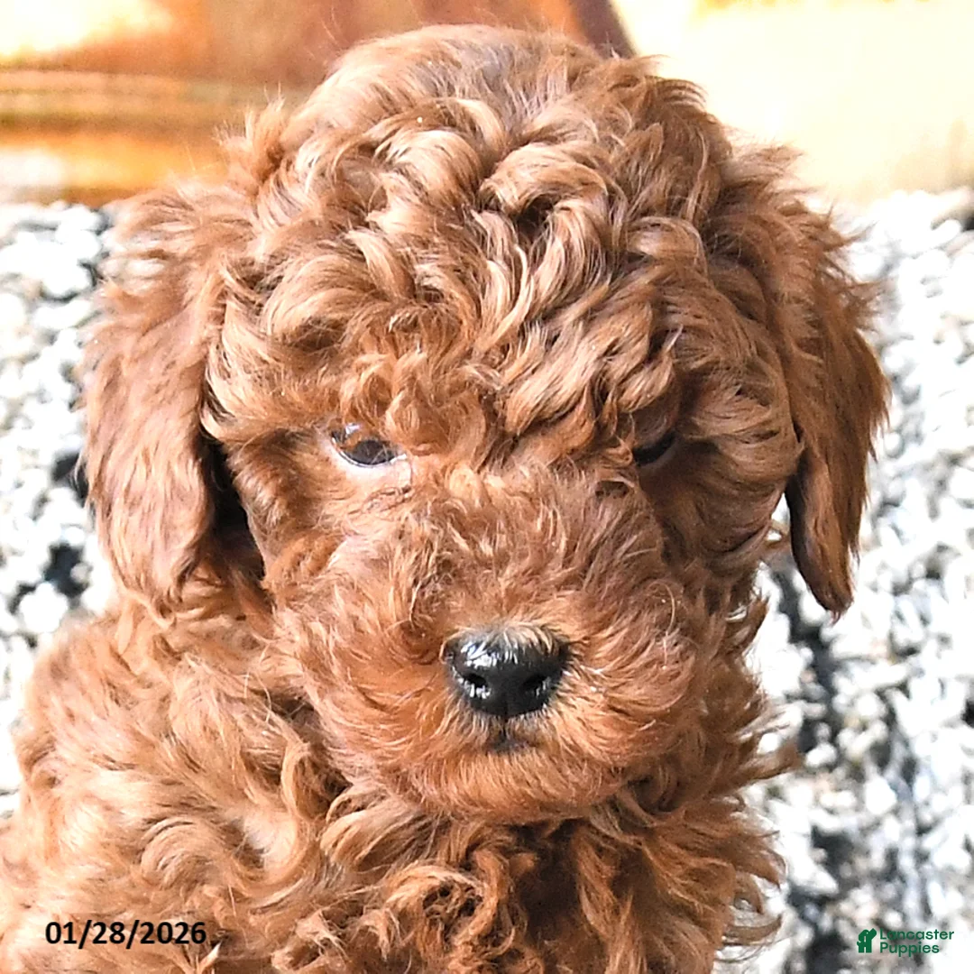 Toy Poodle dogs for sale: Otto - Ad 2