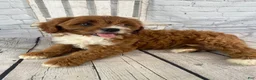 Cavapoo dogs for sale: Sadie - Ad 13