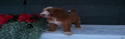 Goldendoodle dogs for sale: Ginger  - Ad 5