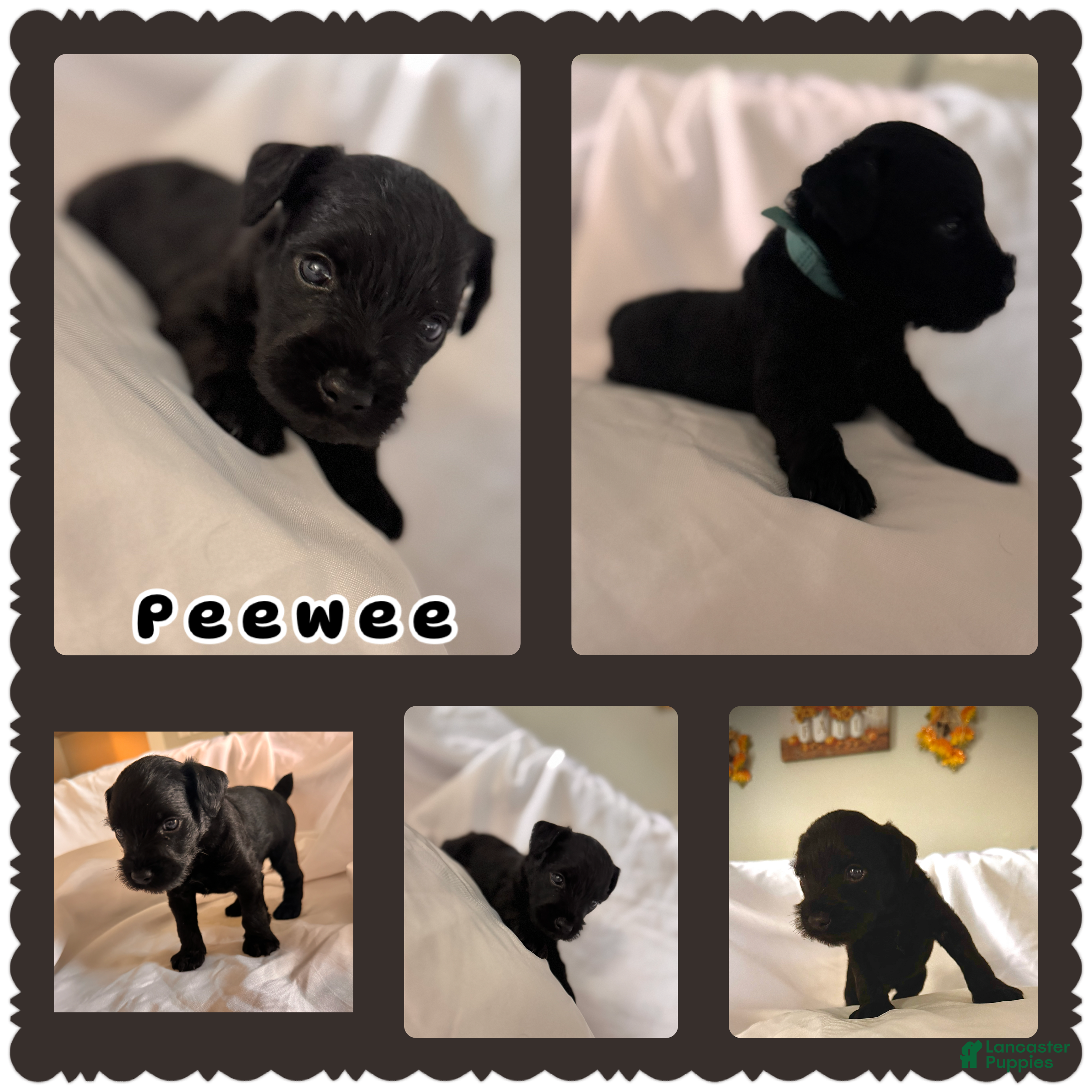 Miniature Schnauzer dogs PeeWee  - Ad 1