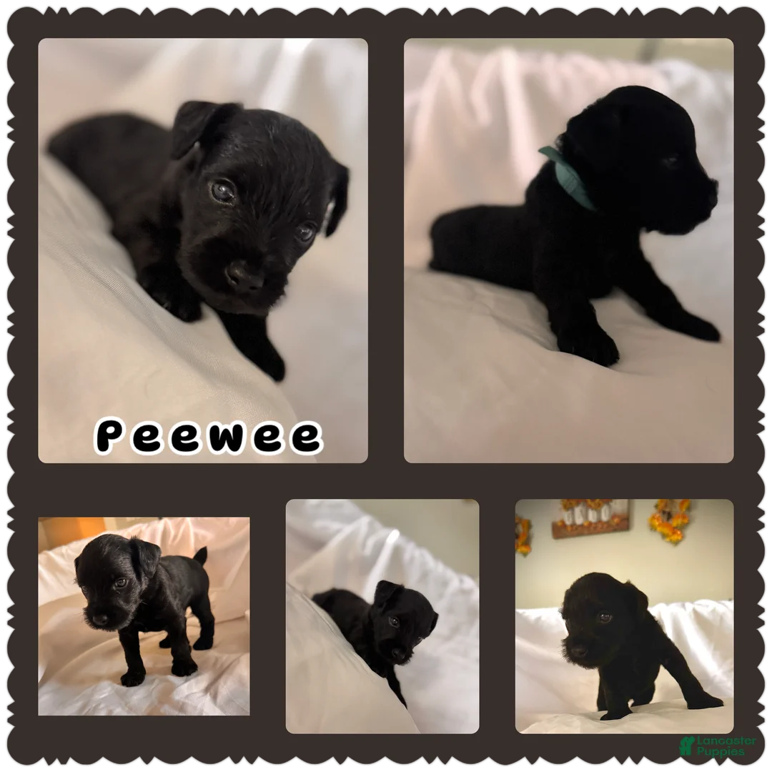 Miniature Schnauzer dogs for sale: PeeWee  - Ad 1