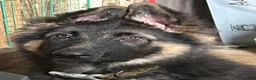 German Shepherd dogs for sale: German Shepherd 1 - Ad 3