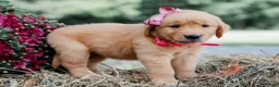 Golden Retriever dogs for sale: Andrea AKC Golden Retriever - Ad 4