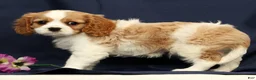 Cavalier King Charles Spaniel dogs for sale: Dominic - Ad 5