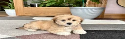Mixed Breed dogs for sale: Lhasa/Maltese - Ad 12