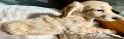 Miniature Dachshund dogs for sale: Mr. Spaghetti Noodle of Fettuccine Villa - Ad 8