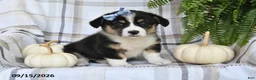 Welsh Corgi Pembroke dogs for sale: Lilly - Ad 5