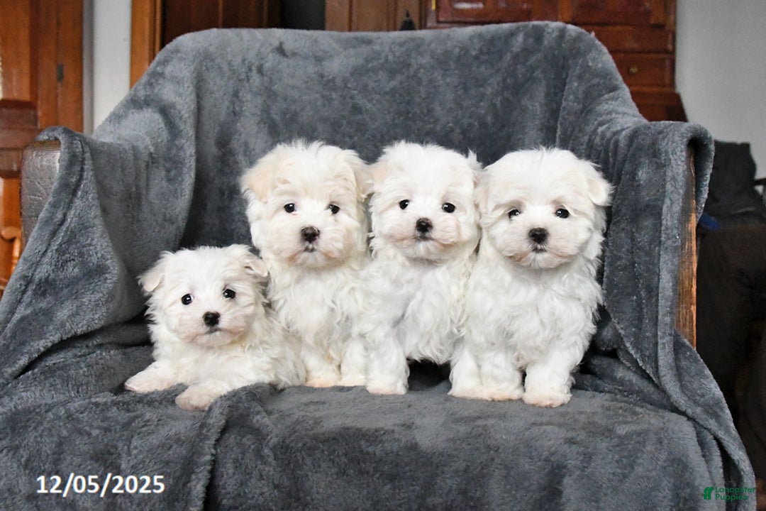 Maltese dogs for sale: Jack  - Ad 5