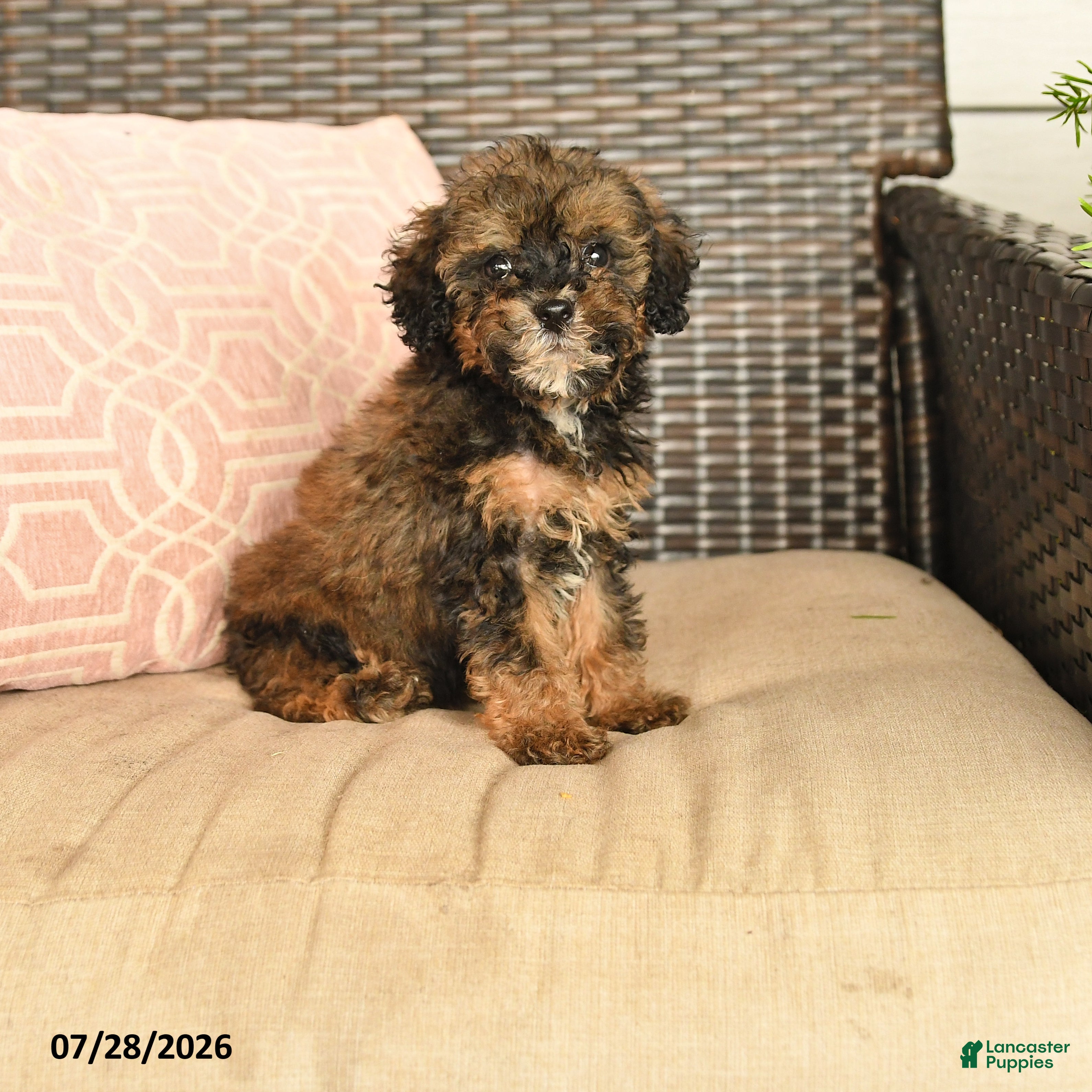 Miniature Poodle dogs Novalee - Ad 1