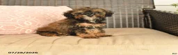 Miniature Poodle dogs for sale: Novalee - Ad 1